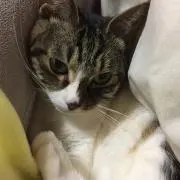 ♪かな♪