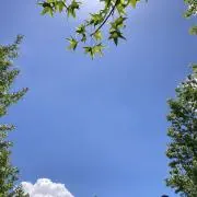 Maple syrupの画像