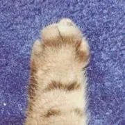 すすきの画像