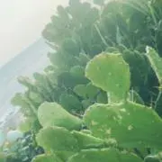 もずく酢の画像