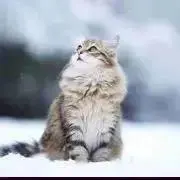 まろの画像