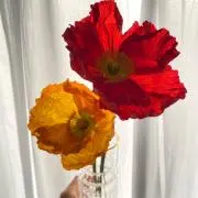 poppyの画像