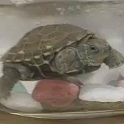 ゆみん