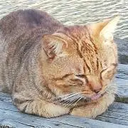トラの画像
