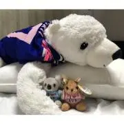 けーの画像