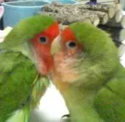 らぶばーど♡の画像