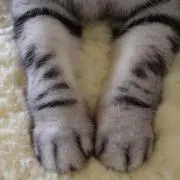 まきしゃん