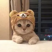 あいうえおの画像