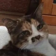 なおにゃんの画像