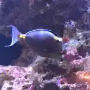 元気様の画像