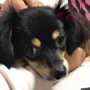 さゆ
