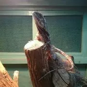暇人