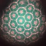 テディ