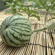 Toramiの画像