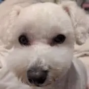 桃