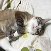 キノコ