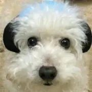 もんちゃん