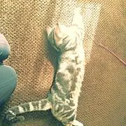 ともや