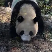 とまとんの画像