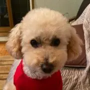 リノママの画像
