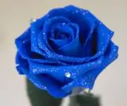 ROSEの画像