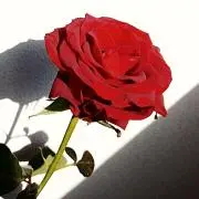 寿の画像