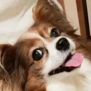 TRの画像