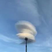 にんじん