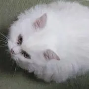 作家名由谷 敏明 （ゆたに としあき） 1922～「婦人像」パステル画