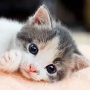 ニャンちゅら