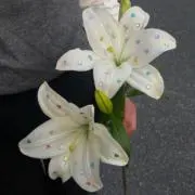 gtの画像