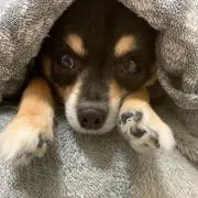 ゆかこ