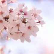 さくら子の画像