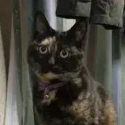 ヨッシーの画像