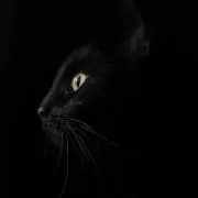 黒猫
