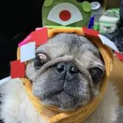 しまだ