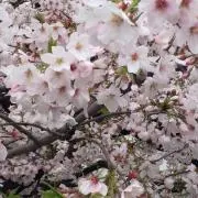 みきの画像