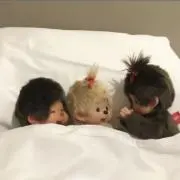 SANA【断捨離中(๑˃̵ᴗ˂̵)】の画像