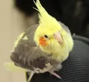 ふもみの画像