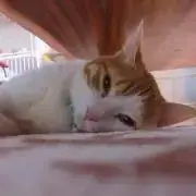 sono.の画像