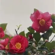 サザンカ9の画像