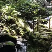 シェナモンの画像