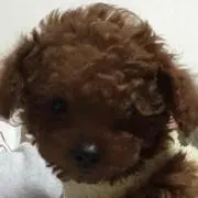 りー
