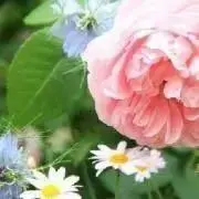 ピングーママの画像