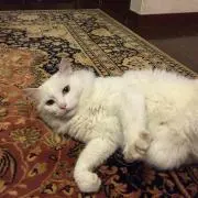 こしあん
