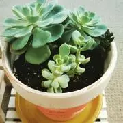 リーコ☆の画像
