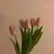 ひよこの画像
