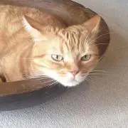アマソナの画像