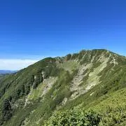 タカの画像