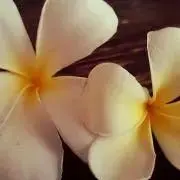 Helfrichの画像